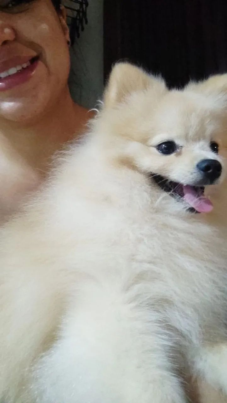 Spitz - Lulu Pomerania lindo e brincalhão-Macho - Foto 3