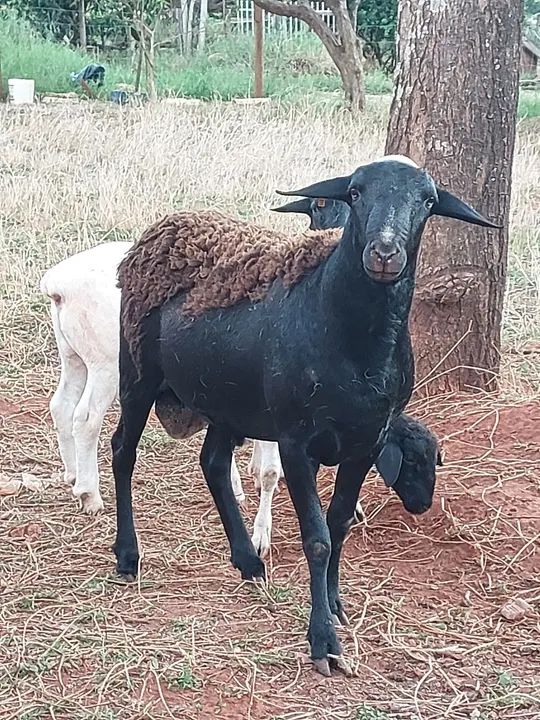 Vende-se reprodutor  - Foto 2