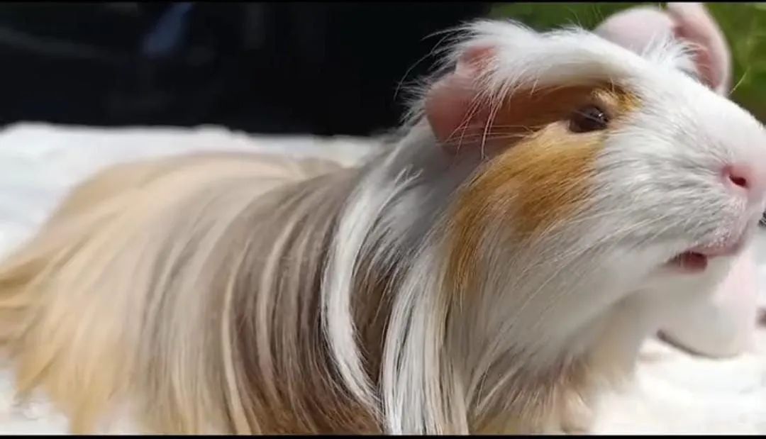 Porquinho da Índia  - Foto 2