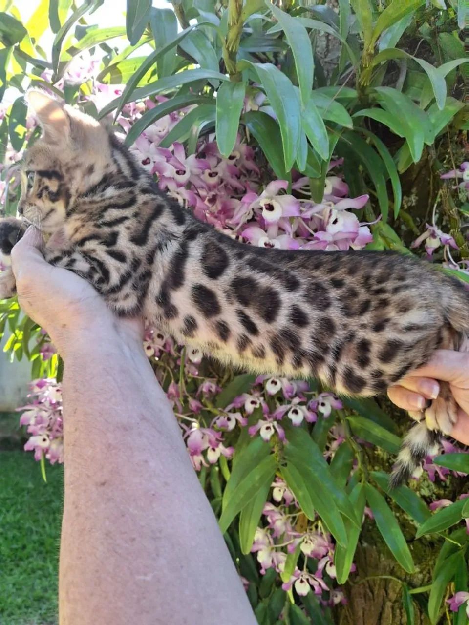 Bengal Available 64166870643970122