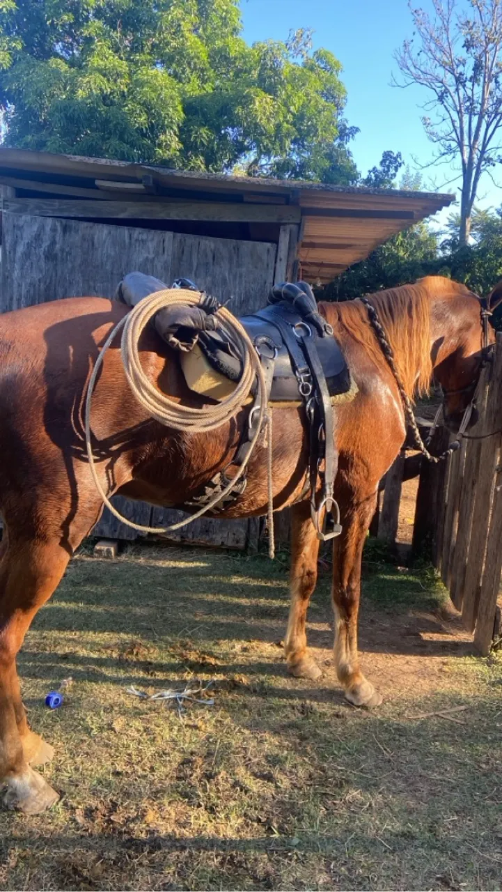 Cavalo alazão grande e bem marchador