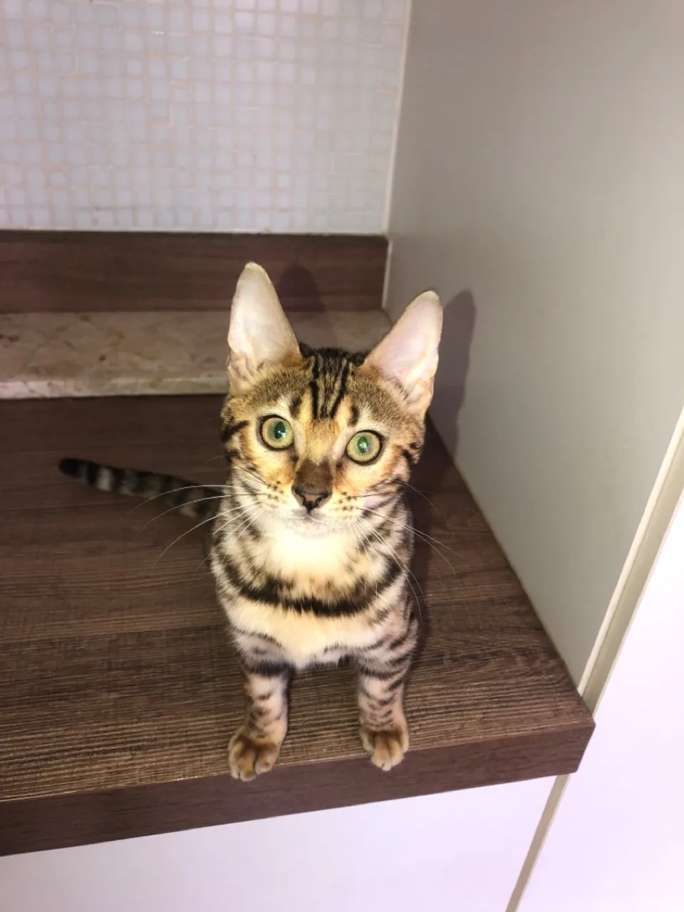 Bengal fêmea Brown e Snow e macho Brown