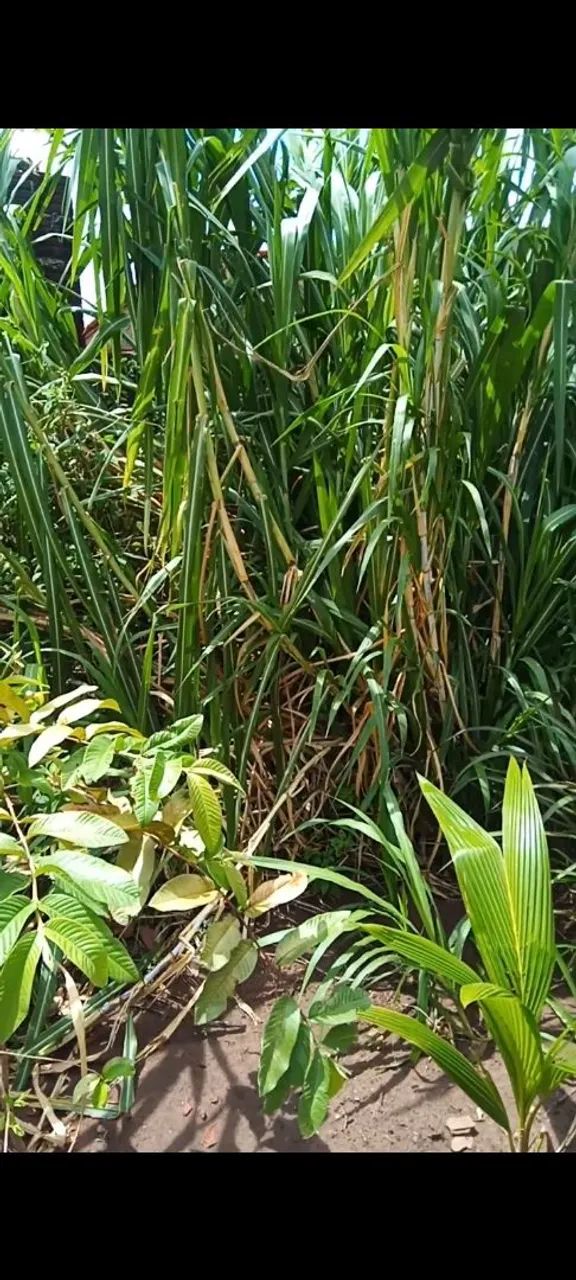 CAPIM ACU,IDEAL PRÁ FAZER SILAGEM, OU ATÉ MESMO OFERECER AOS ANIMAIS, Capim de qualidades - Foto 5