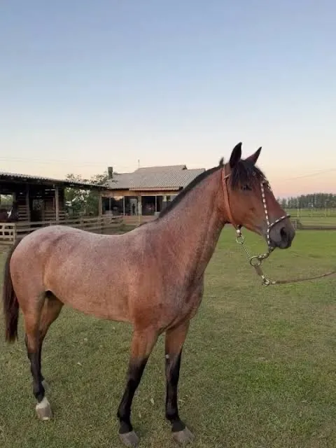 Cavalo crioulo para doação