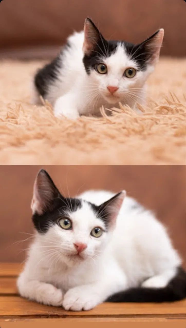 Filhotes para adoção responsável  - Foto 3