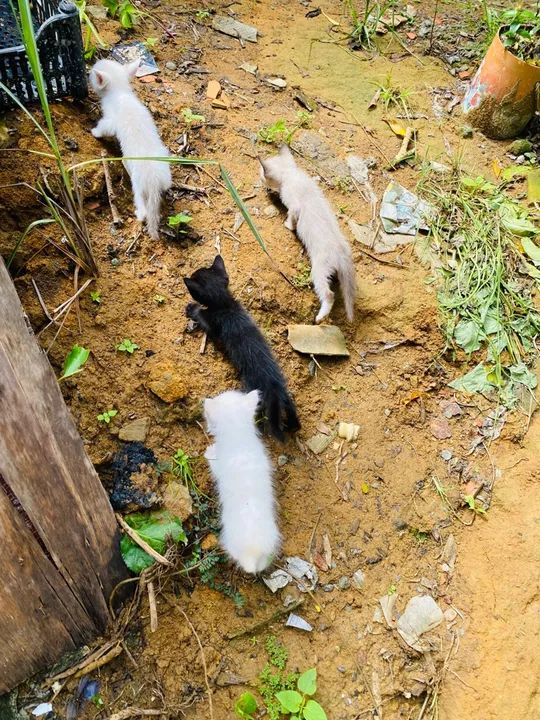 Gatos para doação  - Foto 6