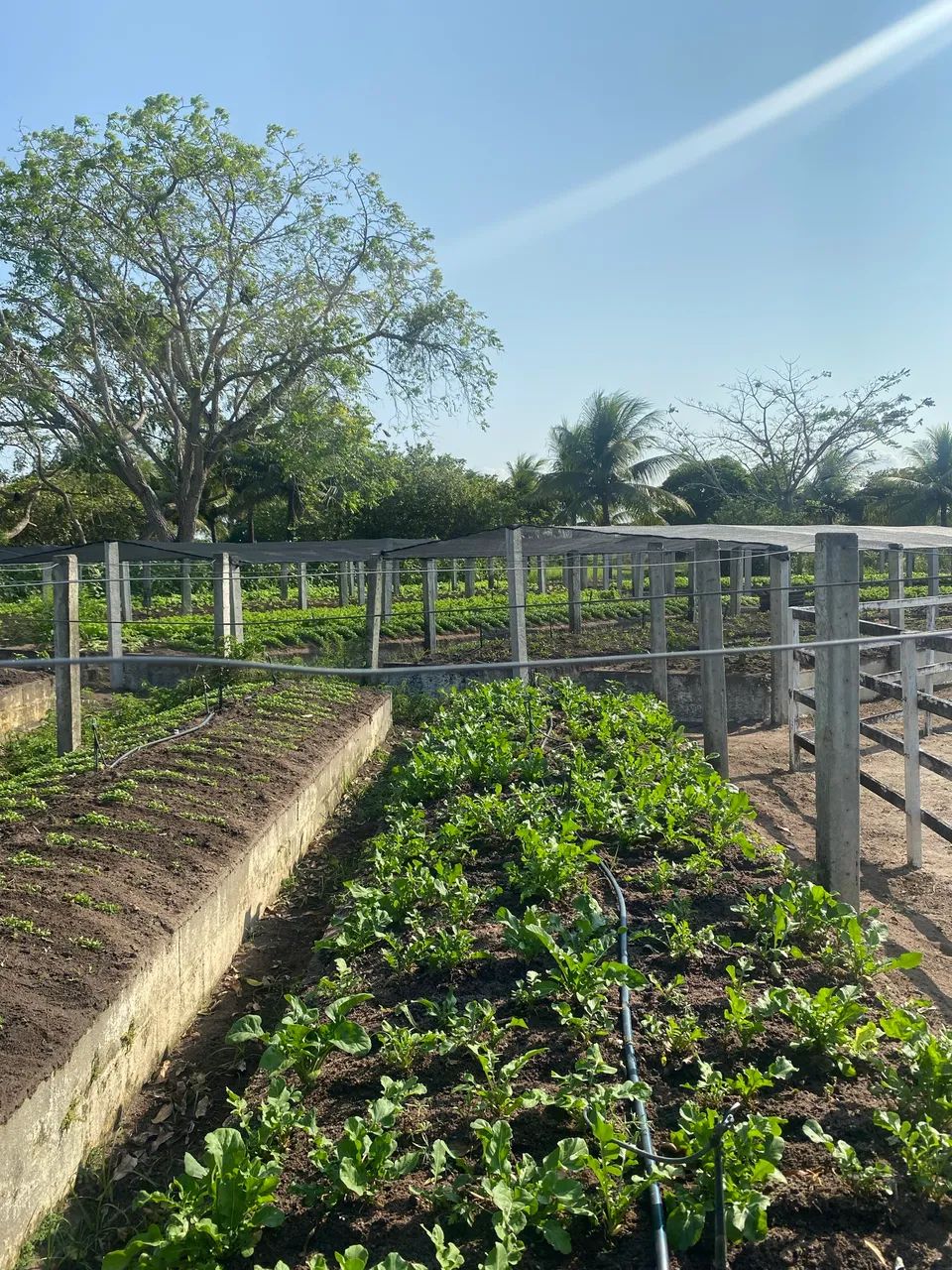 Lote no Greenville- oportunidade  - Foto 2