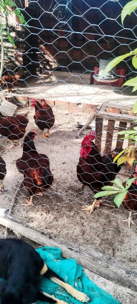 Lote com 10 pintinhos Rhode Island red  - Foto 3