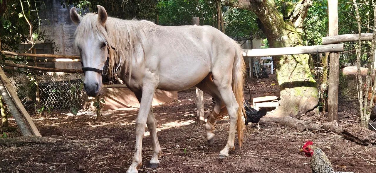 Potro inteiro Mangalarga Marchador