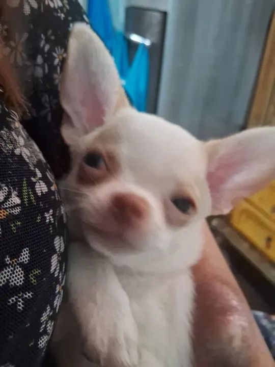 Chihuahua filhote - Foto 3