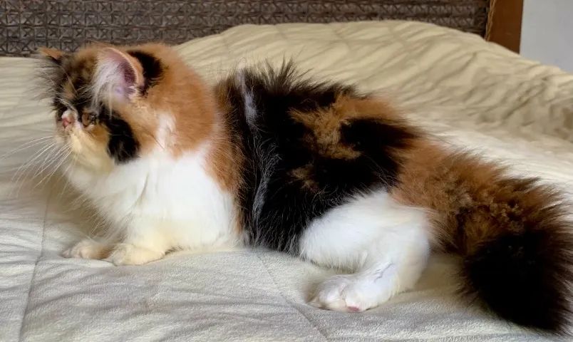 Top Show De Gata Persa filhote Feméa tricolor pelo longo extremada,C/79 Dias Super Linda. - Foto 3