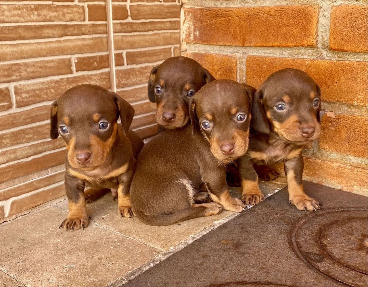 Teckel Kaninchen filhotes   - Foto 2