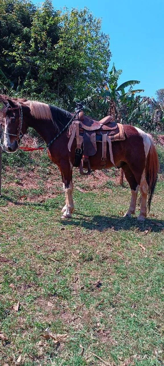 Cavalo machado  - Foto 3