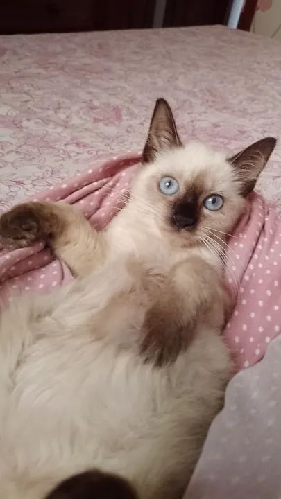 Gatinho Siamês disponível para adoção (castração garantida) - Foto 4