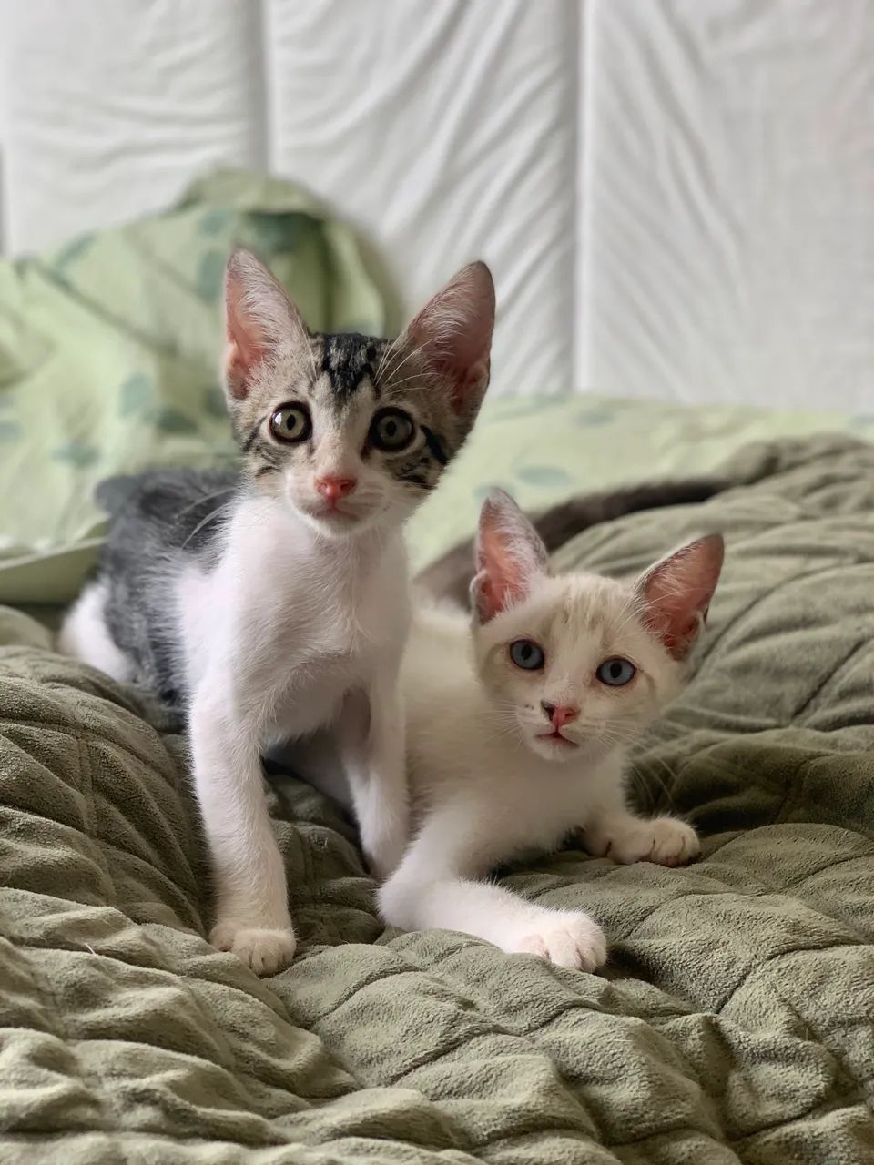 Adoção gatos filhotes - Foto 2