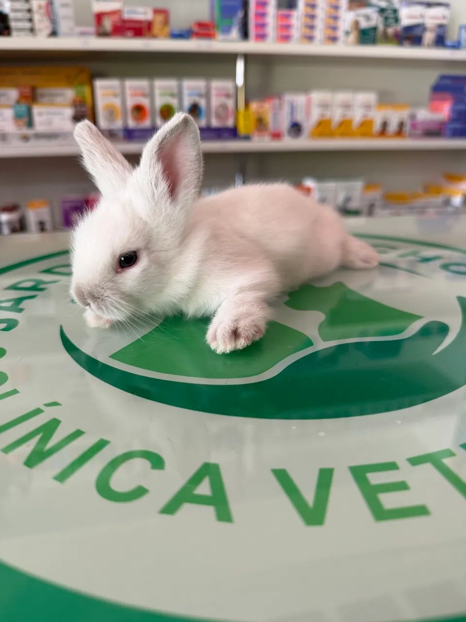 Coelhos Mini Lion - Foto 3