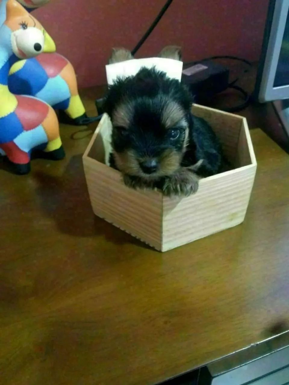 Yorkshire Terrier fêmea 