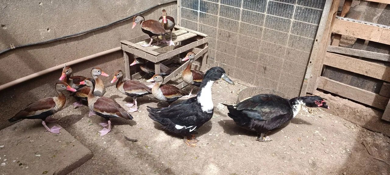Patos e marrecas saudáveis. - Foto 3