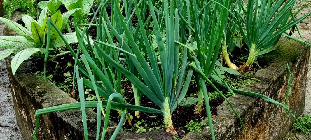 Chácara em Praia de Leste, Com Fundos para o Rio Guaraguaçu. - Foto 14