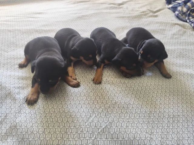 Cachorrinhos Pincher  - Foto 2