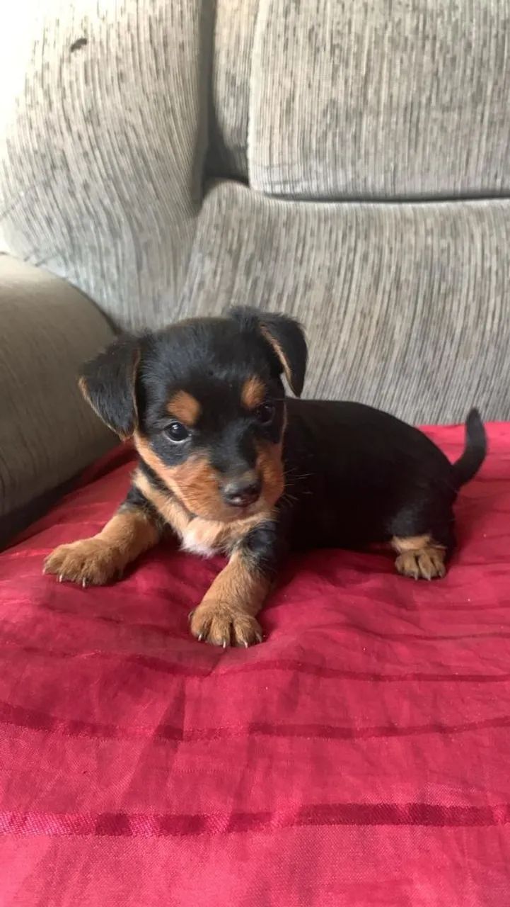 Yorkshire Terrier fêmea  - Foto 3