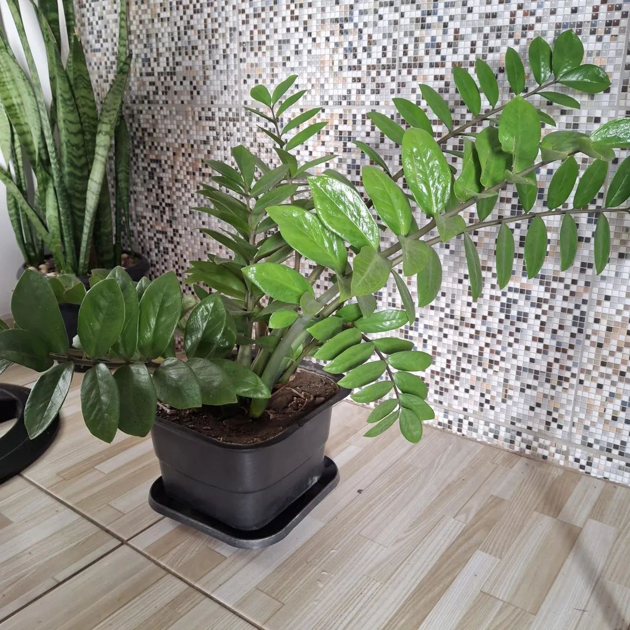 Planta ZZ - Zamioculcas Zamiifolia