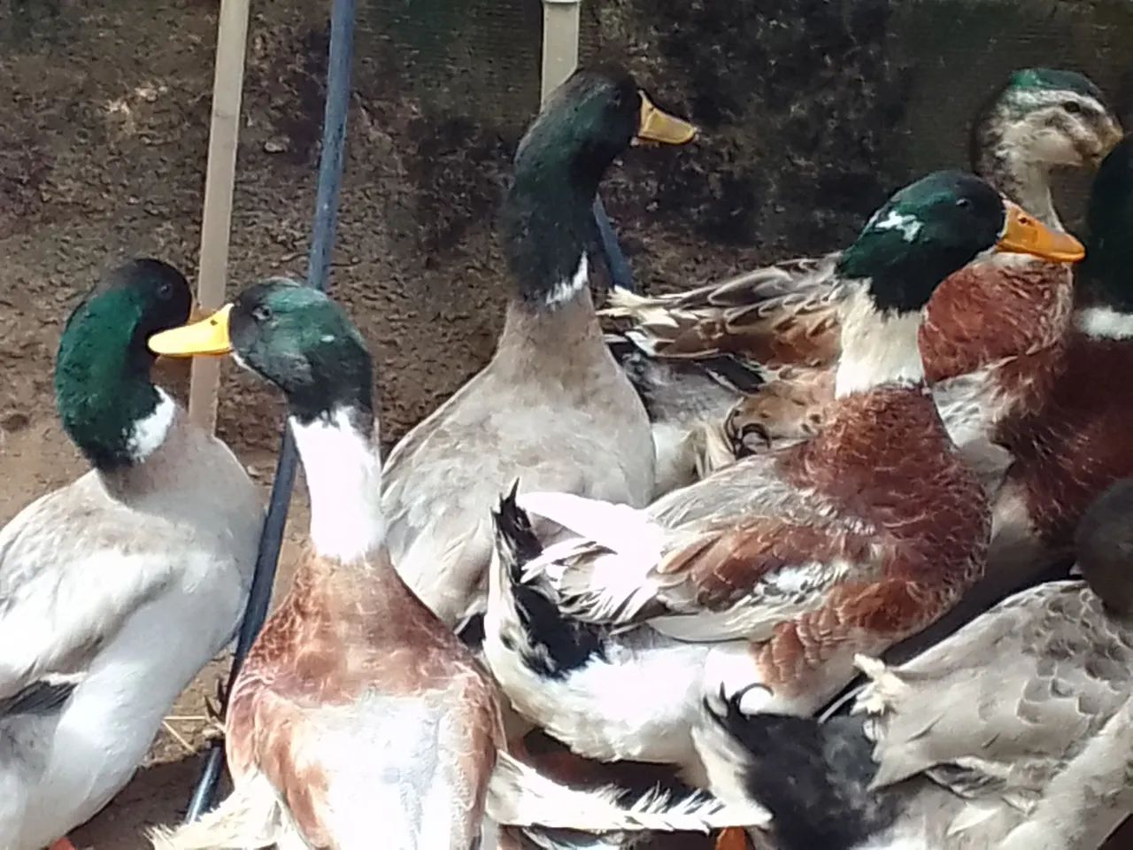 Galo e Marrecos - Foto 4