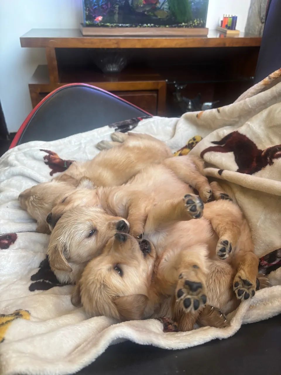 Filhotes femea Golden Retriever com Pedigree (opcional) - Foto 5