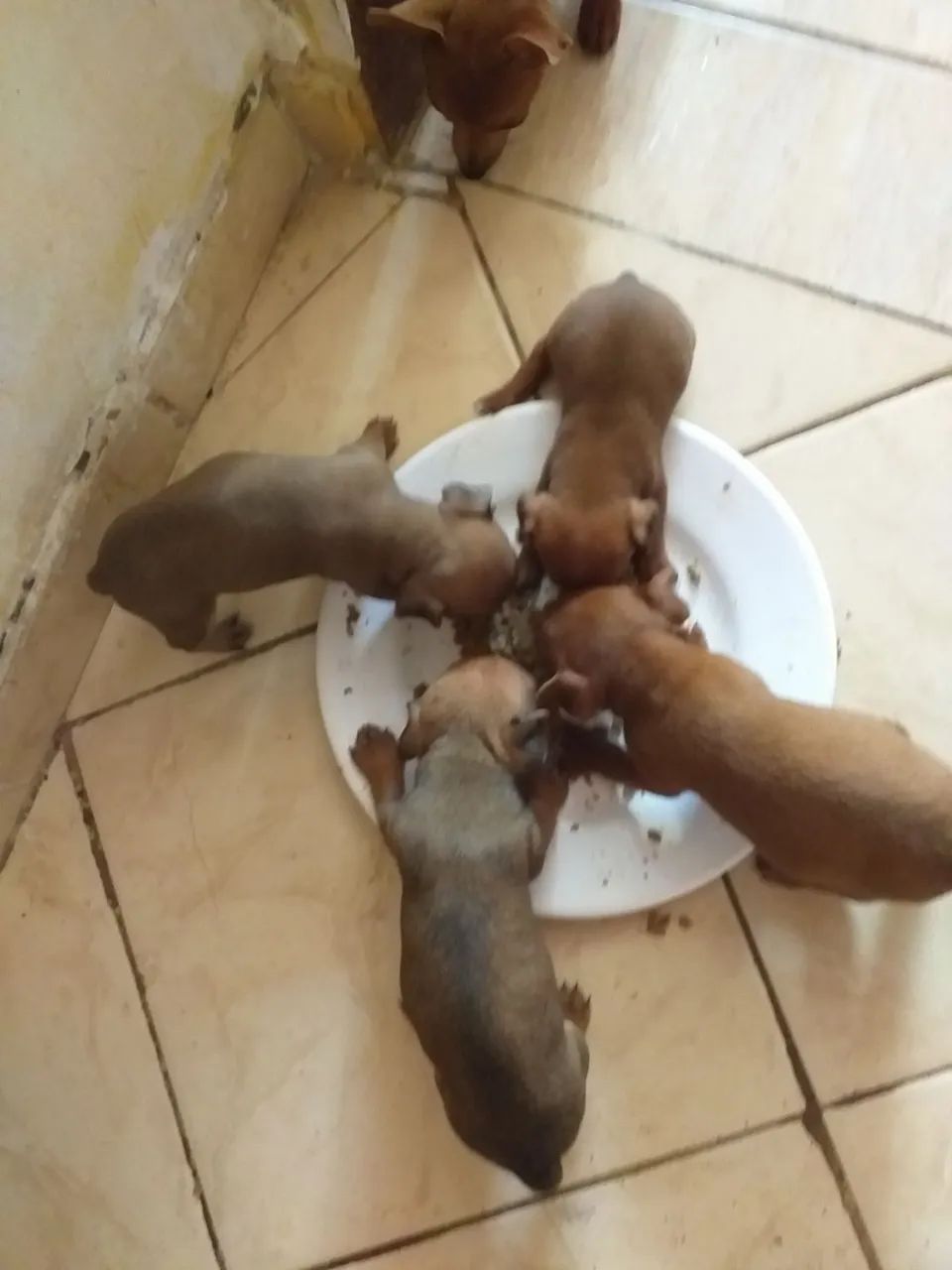 Vendo 3 filhotes de pinscher 01