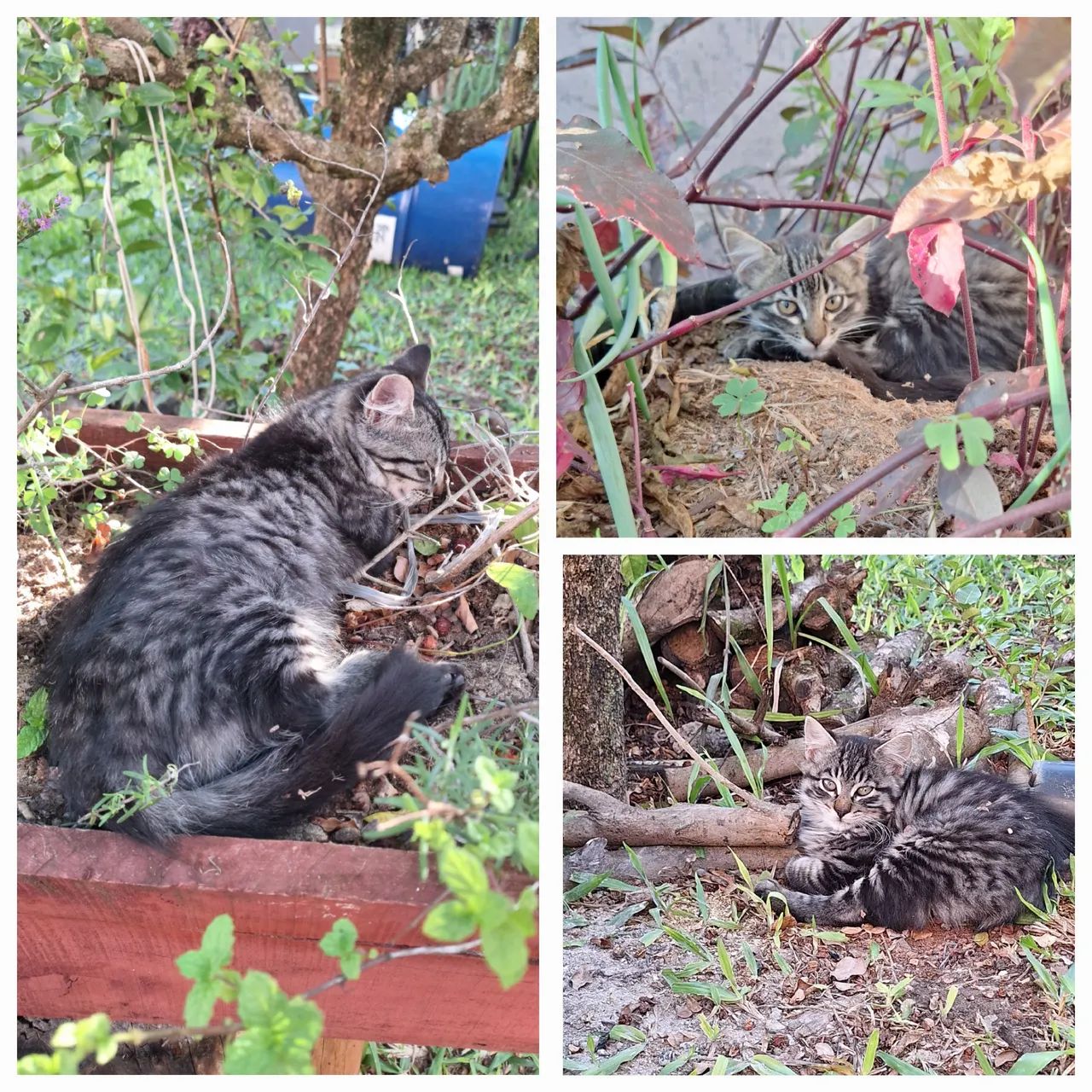 Gatinhos para adoção 