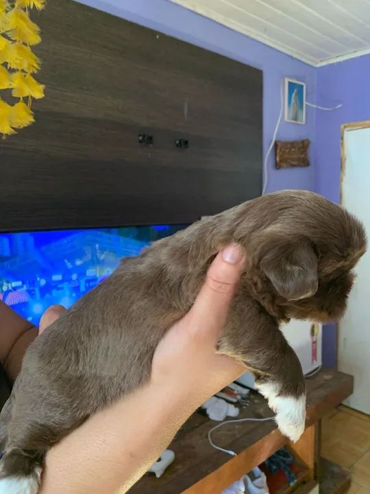 Machinho de shitzu mini disponíveil - Foto 4