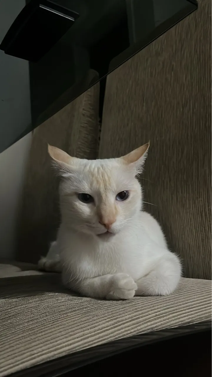 Gato