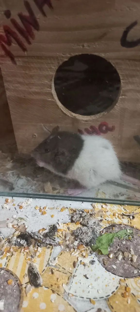 Tenho disponível lidos filhotes de tuisther dumbo são bem mansos 