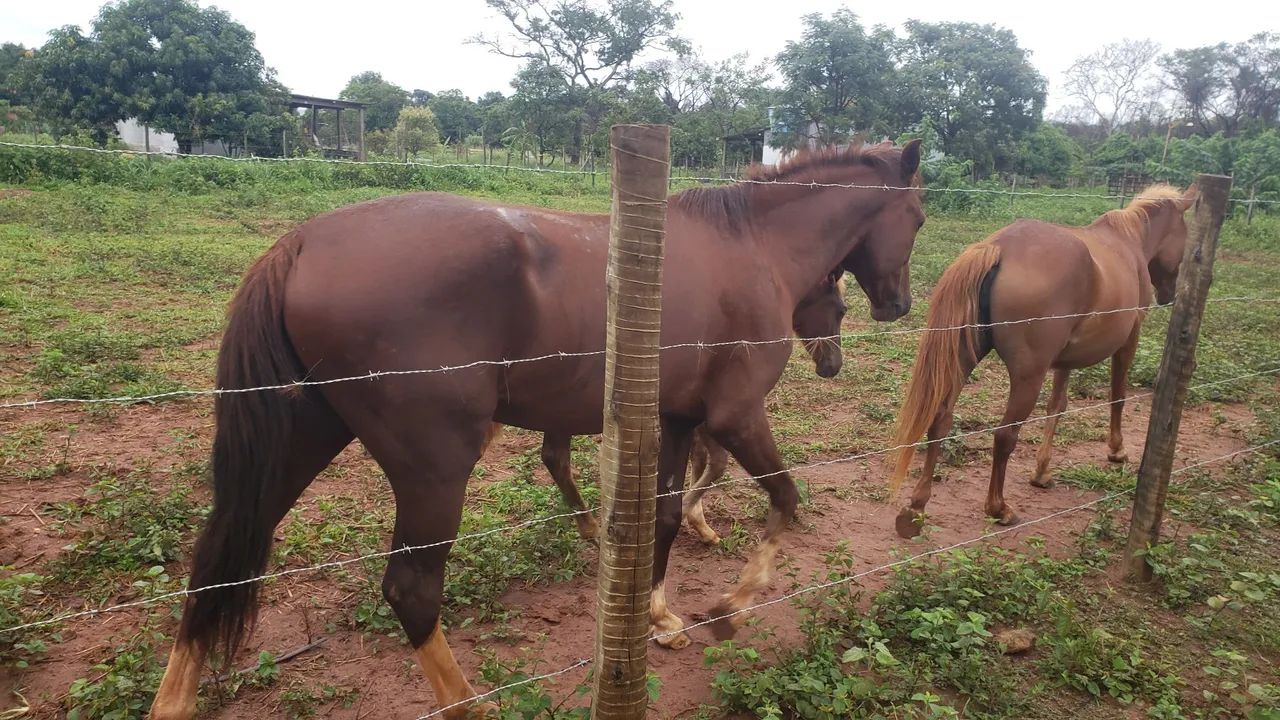 Vende-se cavalos - Foto 2