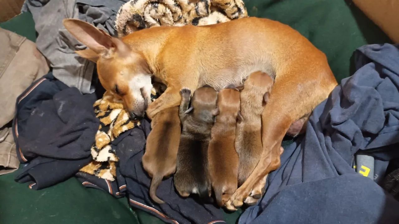 Filhotes de Pinscher 0