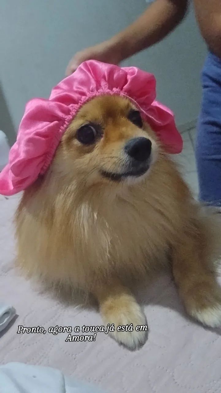 Spitz alemão fêmea com 1 ano e 9 meses  - Foto 5