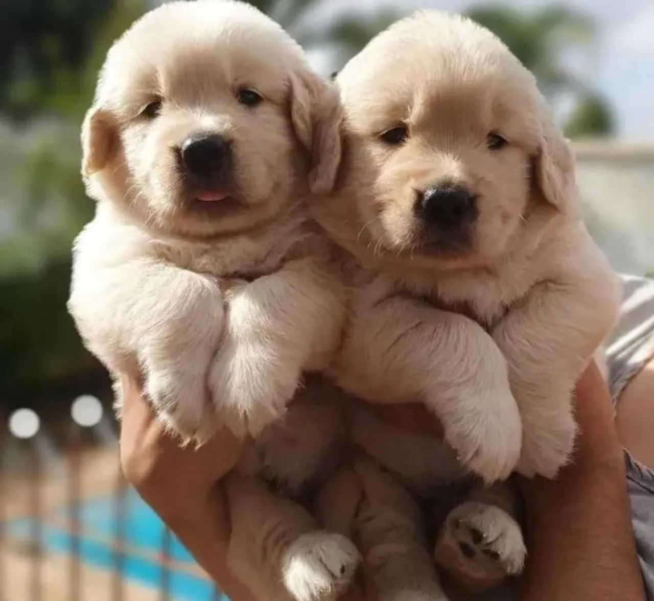 Filhotes Golden Retriever - Foto 2