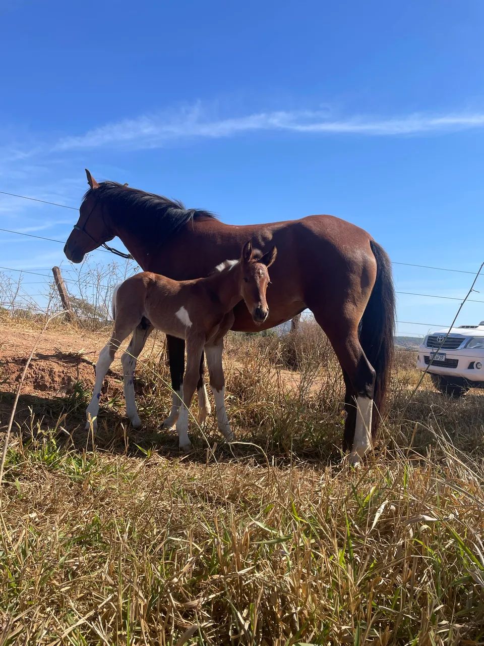 Égua mangalarga  - Foto 3