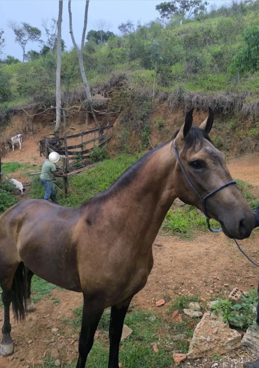 Cavalo Mangalarga  - Foto 4