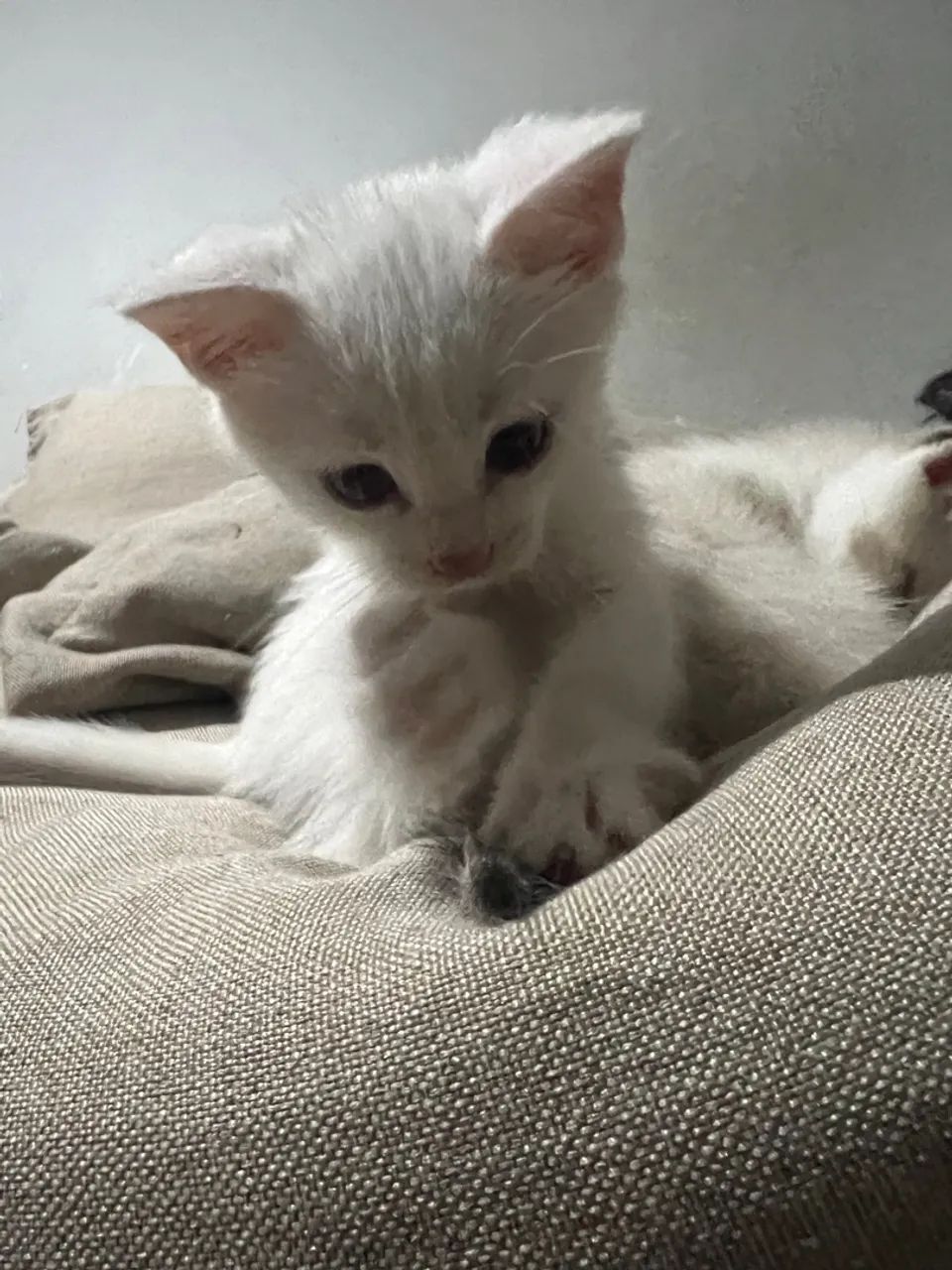 Doação de filhotinhos de gato  - Foto 4