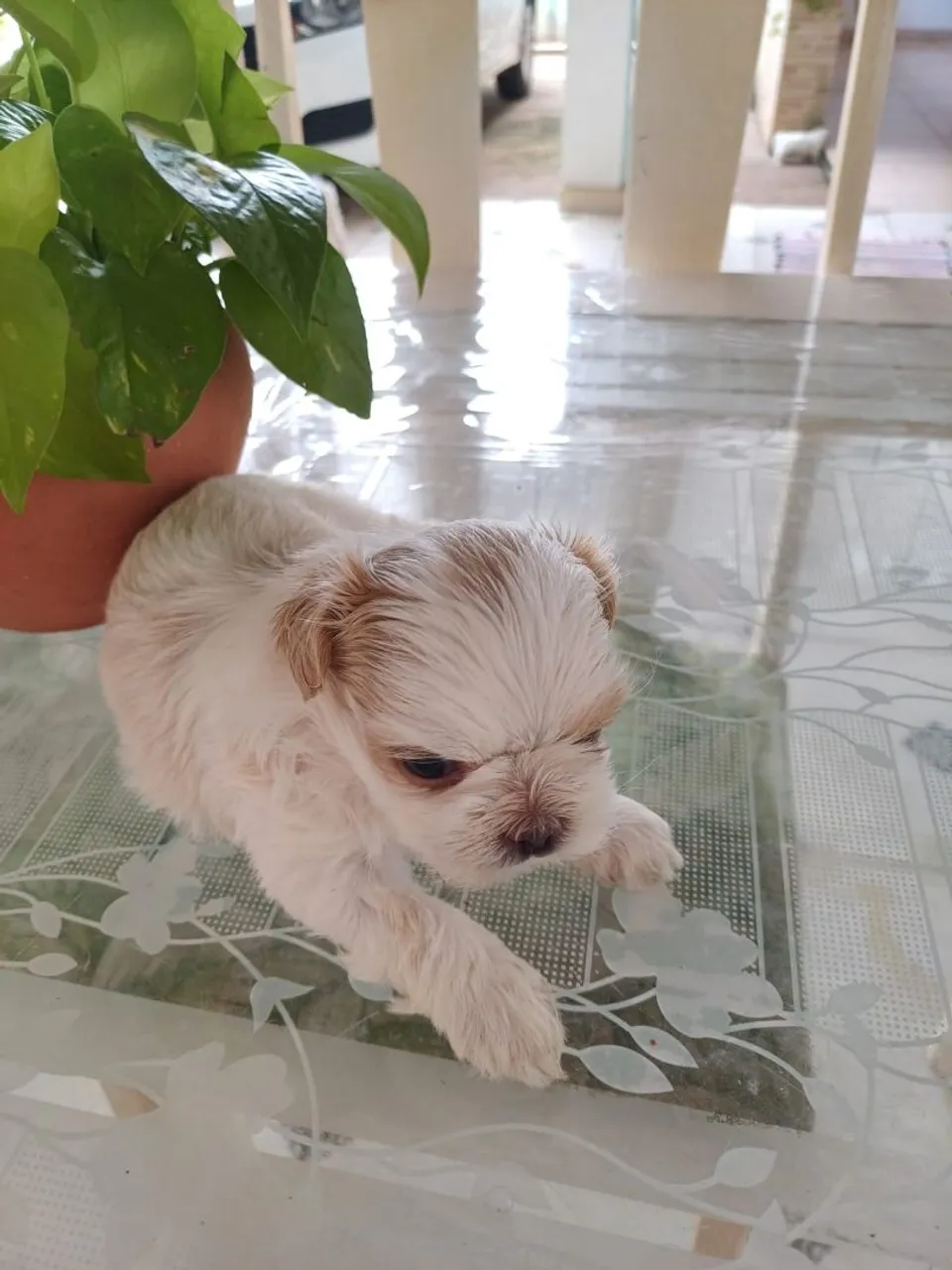 Filhote Shih Tzu fofo e carinhoso
