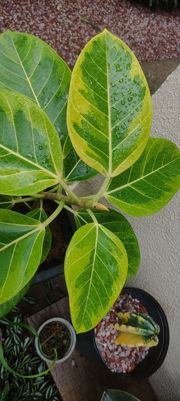 Muda de Ficus Altíssima