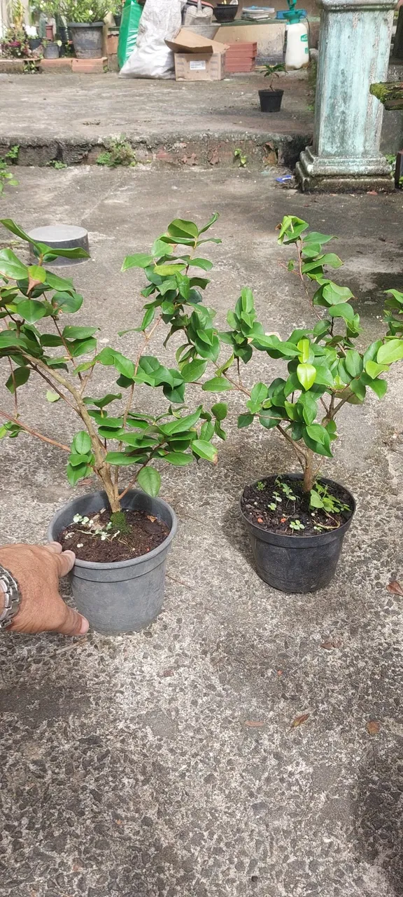 Mudas de Pitangatuba