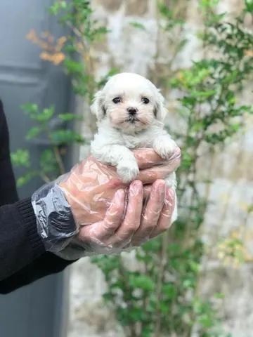 Maltês Fêmea - Filhote a Pronta Entrega - Vacinas - Garantia de Saúde - Pedigree