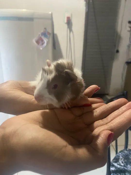 Fofinho porquinho da índia 