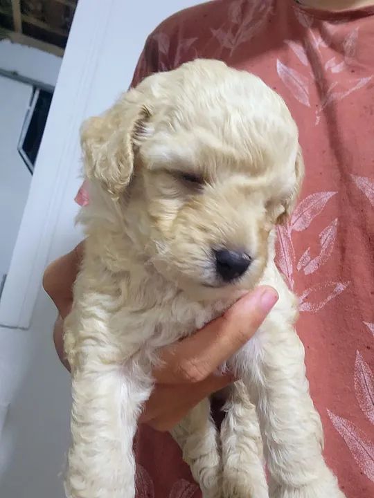 Vendo filhote macho de poodle  - Foto 3