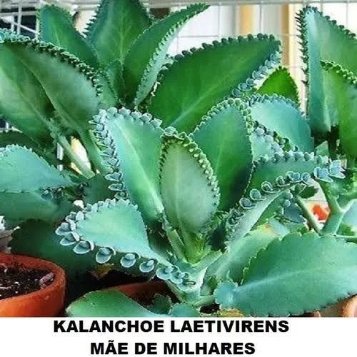 Muda mãe de milhares / mãe de todos