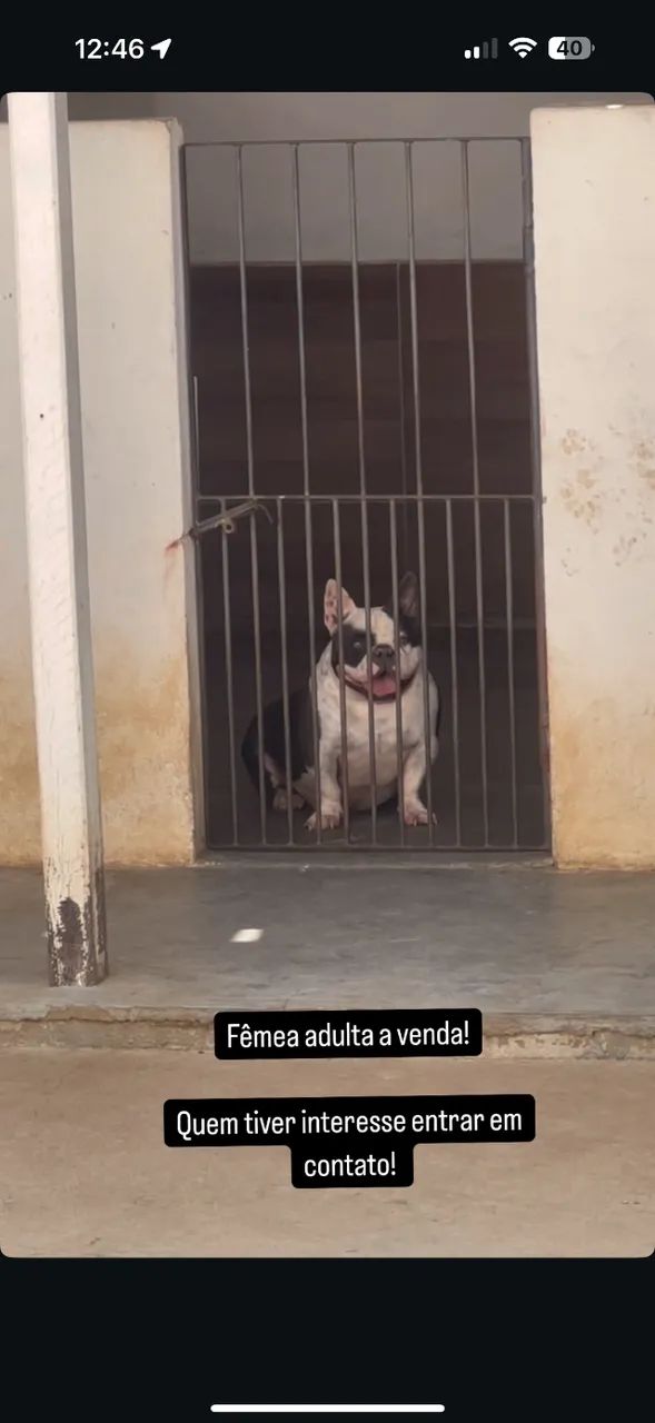 American bully - Foto 4