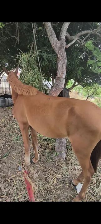 Potra lazã 2 anos e meio - Foto 3