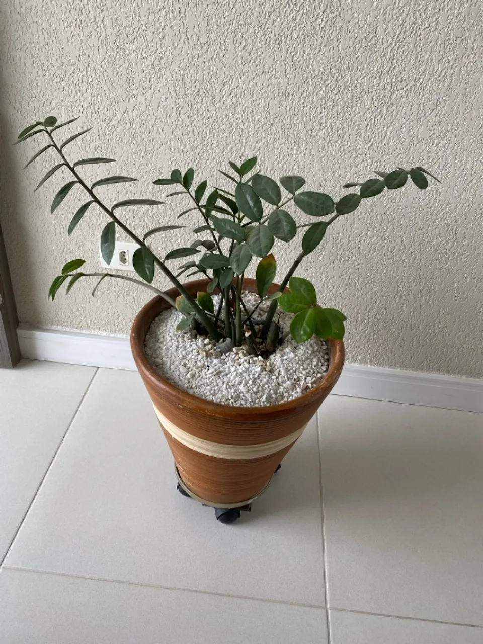 ZZ Plant - Zamioculcas zamiifolia